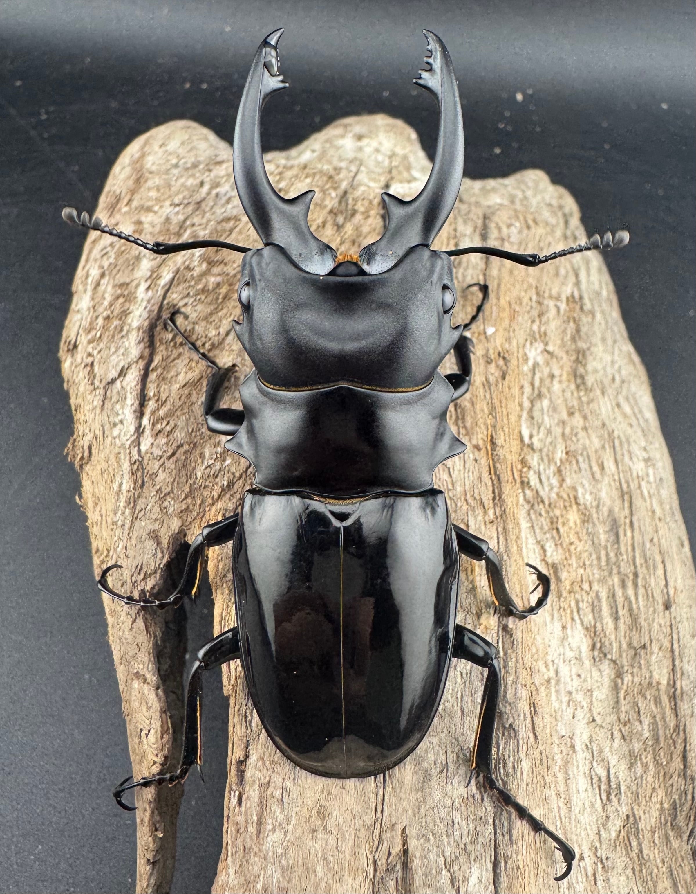 WD】《ルディカツヤクワガタ 78mm ペア》 | KPW公式オンラインショップ