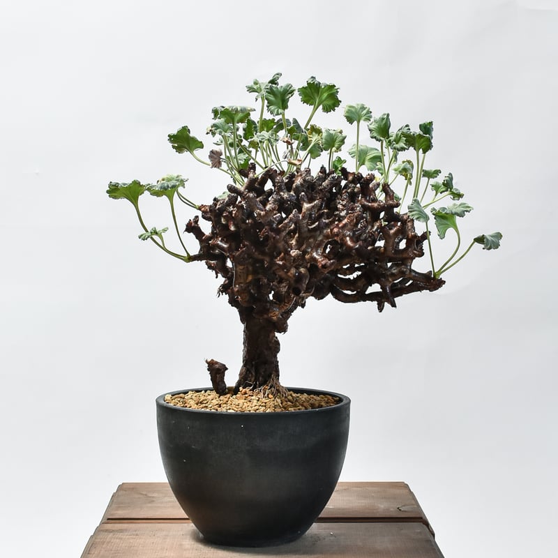 ペラルゴニウム ミラビレ 大株【発根済み】HK2402634(T) | RAFLUM