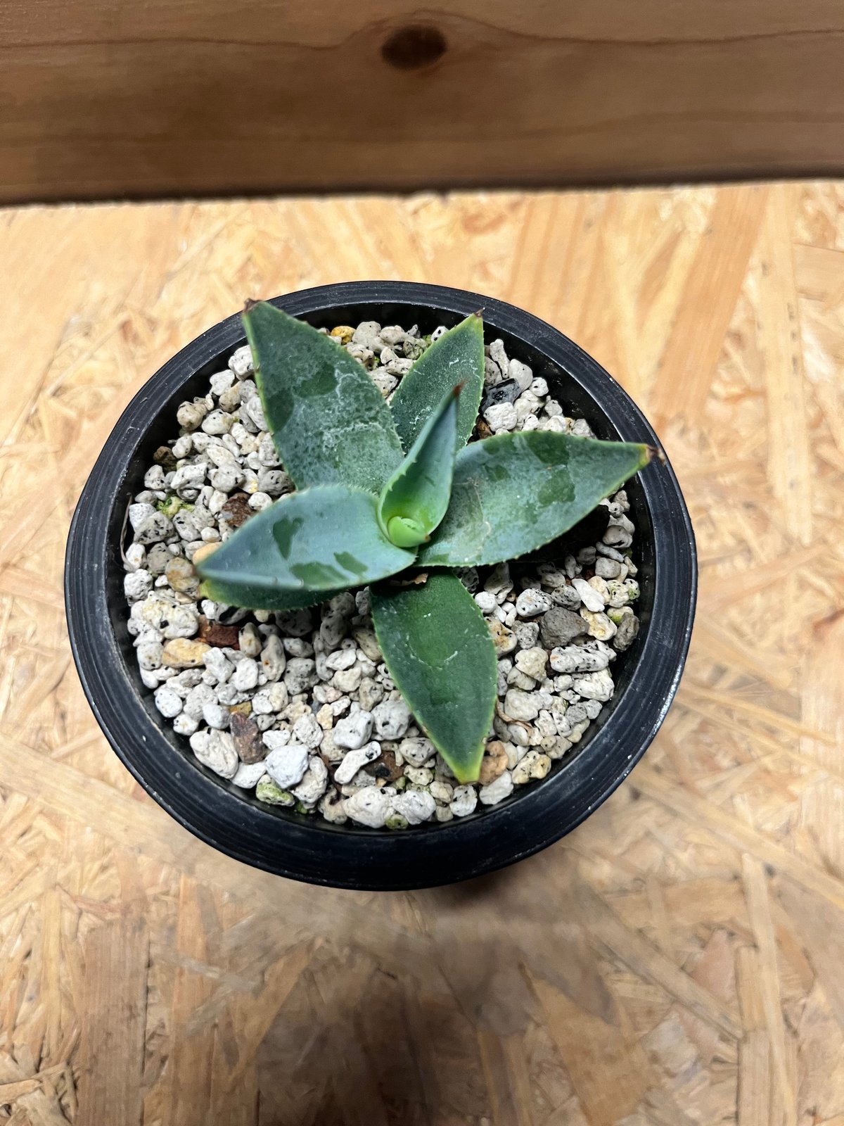 アガベ パリー トランカータ | GREEN LUCK