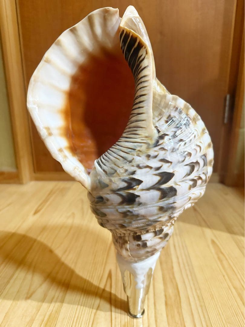 特大40㎝修験道法螺貝　山伏　密教　魔除け　熊よけ❣️ホラガイ 修験道法螺貝36㎝ 山伏 密教 魔除け 熊よけ❣️ホラガイ ほら貝 - メルカリ