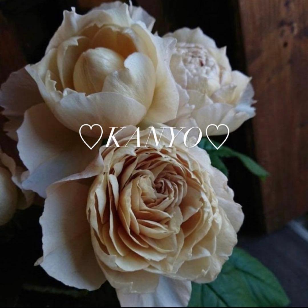 ◆*子様 バラ苗　和バラ　ペリアン　正規品 ROSE CHARLOTTE PERRIAND – WABARA online store