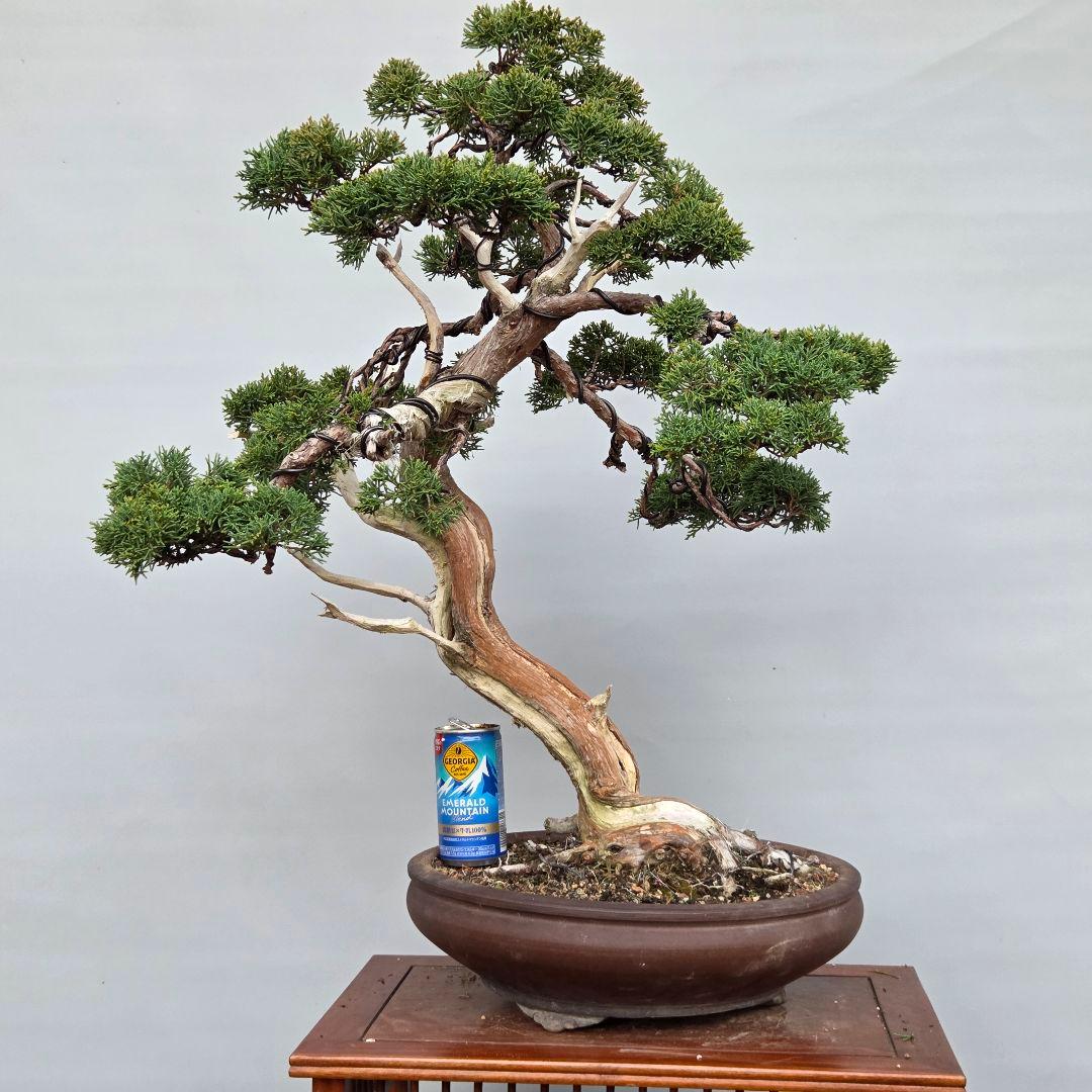 真柏　[模様木]　大品盆栽 小品盆栽 真柏模様木 | 大和盆樹園